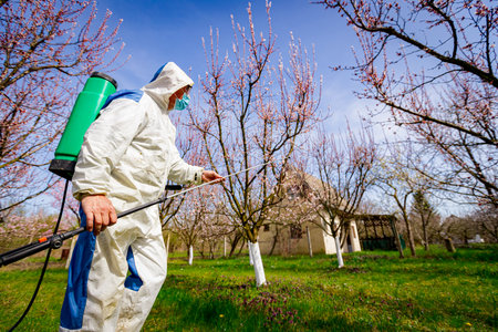 Farmer with protective medical face mask and clothing sprays fruit trees in orchard using long sprayer to protect them with chemicals from fungal disease or vermin at early springtime.の写真素材
