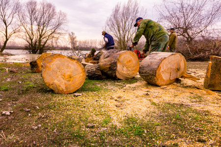 Lumberjack is chopping, split large tree trunks, using professional chainsaw slicing freshly cut...