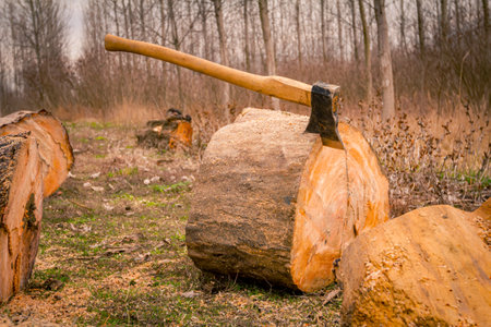 Lumberjack's hatchet nailed in wood, freshly cut stump of trees on the forest ground, lumber...