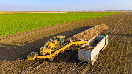 Above view, on agricultural machine, beet loader as transferring freshly harvested mature sugar beet...