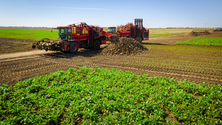 Above view on agricultural machines, harvesters, one is cutting and harvesting mature sugar beet roots second is unloading harvested cargo over conveyor to the ground in pile, farm field, teamwork.の写真素材