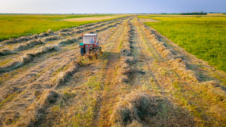 Tractor with attached mechanical rake is turning and gathering dry moved grass to arrange in long lines for hay bundles or bale. Agricultural machinery, wheel finger rake to turn dried crop on meadowの写真素材