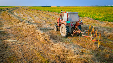 Tractor with attached mechanical rake is turning and gathering dry moved grass to arrange in long lines for hay bundles or bale. Agricultural machinery, wheel finger rake to turn dried crop on meadowの写真素材