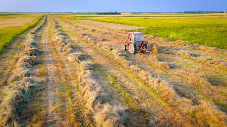 Tractor with attached mechanical rake is turning and gathering dry moved grass to arrange in long lines for hay bundles or bale. Agricultural machinery, wheel finger rake to turn dried crop on meadowの写真素材