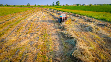 Tractor with attached mechanical rake is turning and gathering dry moved grass to arrange in long lines for hay bundles or bale. Agricultural machinery, wheel finger rake to turn dried crop on meadowの写真素材