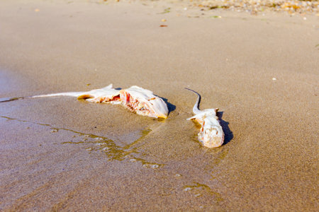 Carcass of dead stingray with chop off wings is washed up by the sea on sandy beach.