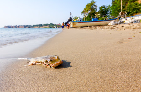 Tourists are looking at a dead stingray washed up by the sea on a sandy beach.の写真素材