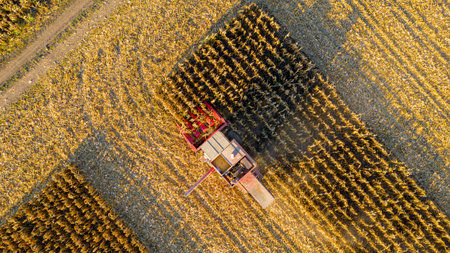 Above top view of agricultural harvester as cutting and harvesting mature corn on farm fields.
