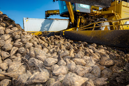 Clouse-up view on agricultural machine, beet loader as transferring harvested mature sugar beet...