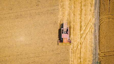 Above top view over agricultural harvester, combine as he cutting and harvesting mature wheat on...