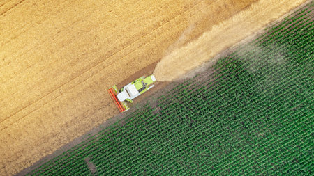 Above top view over agricultural harvester, combine as he cutting and harvesting mature wheat on...