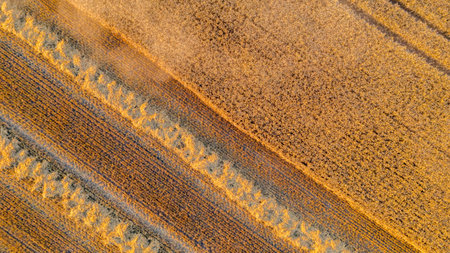 Above top view over rows of straw on harvested agricultural field of mature wheat, pattern, lines, background and texture. Harvest time in summerの写真素材