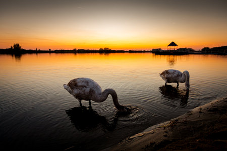 Swan family together are eating in shallow water at beautiful sunset, evening time over lake, calm water.の写真素材