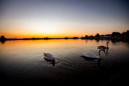 Swan family together are eating in shallow water at beautiful sunset, evening time over lake, calm water.の写真素材