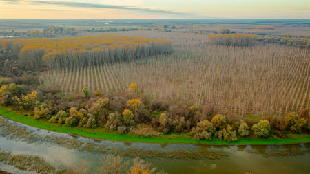 Above view, rows of trees around swamp landscape vegetation, forest plantation, agricultural plantations, farmland, woodland, nature in autumn, several cultivated plots.の写真素材