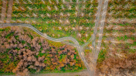 Above top view, curvy, winding muddy ground road passes through rows of trees landscape vegetation,...