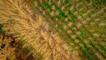 Above top view, rows of trees landscape vegetation, forest plantation, agricultural plantations,...