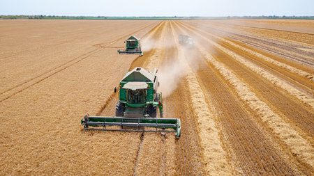 Above front view over two agricultural harvesters, combines as they cutting and harvesting mature...