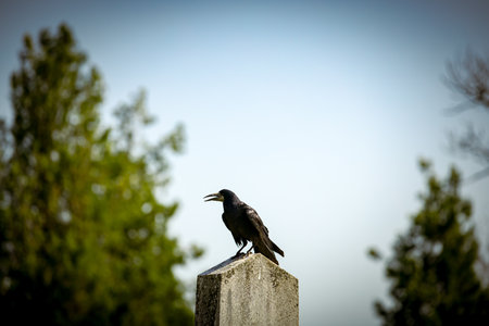 Crow looking for food at graveyard. Raven stand on a gravestone in cemetery