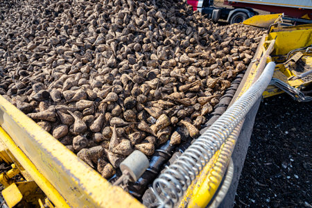 Close-up view on agricultural machine, beet loader as transferring harvested mature sugar beet roots, from big pile the on ground into truck trailer for transportation.の写真素材