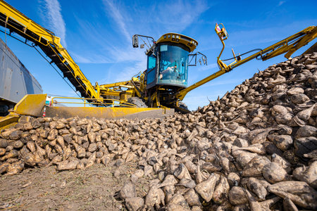 View on scattered turnips, agricultural machine, beet loader as transferring freshly harvested mature sugar beet roots, from big pile placed on ground into truck trailer.の写真素材