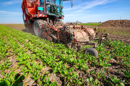 Front part, appliance, device of agricultural machine, harvester is cutting and harvesting mature sugar beet roots at farm field.の写真素材
