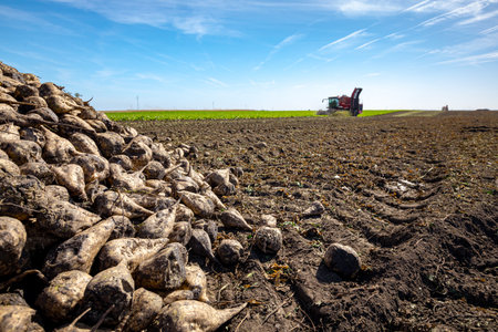 Low angle view on sugar beet stacked in large pile, in background agricultural machine, harvester is cutting and harvesting sweet roots at farm field.の写真素材