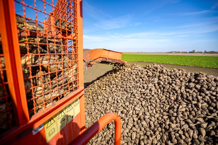 Agricultural machine, harvester for cutting and harvesting mature sugar beet roots is unloading over...