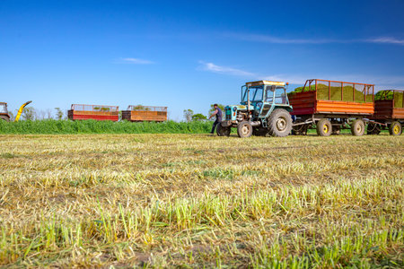 Two farmers are preparing tractor with two trailers, full with freshly harvested crop to silage, for transport home.の写真素材