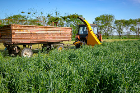 Silage process for stocking feed animals. Tractor with mounted agricultural machine, dragging forage harvester for silage, is depositing fresh harvested green crop in trailer behind.の写真素材
