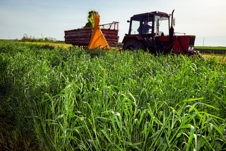 Backlight on silage process for stocking feed animals. Tractor with mounted agricultural machine,...