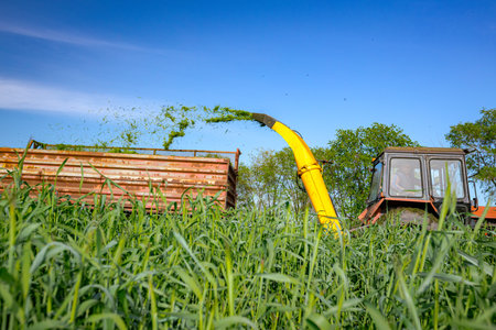 Silage process for stocking feed animals. Tractor with mounted agricultural machine, dragging forage...