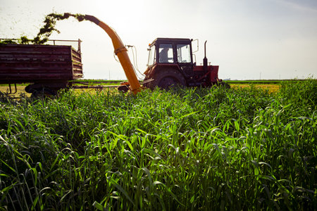 Backlight on silage process for stocking feed animals. Tractor with mounted agricultural machine, dragging forage harvester for silage, is depositing fresh harvested green crop in trailer behind.の写真素材