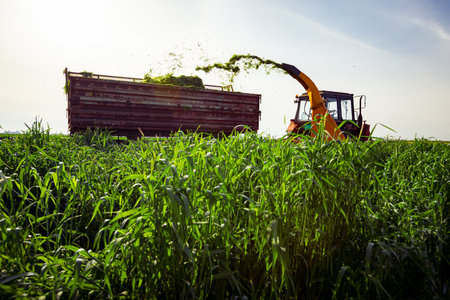 Backlight on silage process for stocking feed animals. Tractor with mounted agricultural machine,...