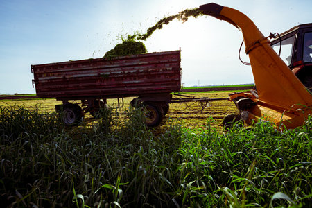 Backlight on silage process for stocking feed animals. Tractor with mounted agricultural machine,...
