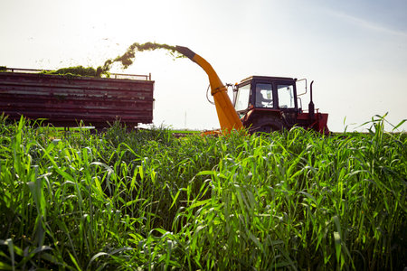 Backlight on silage process for stocking feed animals. Tractor with mounted agricultural machine,...