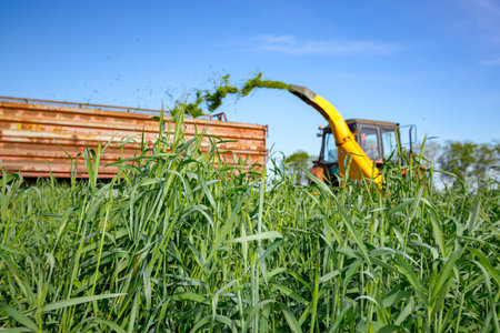 Silage process for stocking feed animals. Tractor with mounted agricultural machine, dragging forage harvester for silage, is depositing fresh harvested green crop in trailer behind.の写真素材