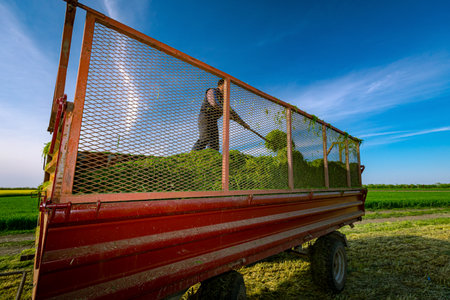 Backlight on farmer using pitchfork to prepare freshly harvested crop for silage, level pile in trailer for transport home.の写真素材