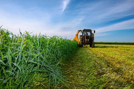 Silage process for stocking feed animals. Tractor with mounted agricultural machine, dragging forage...