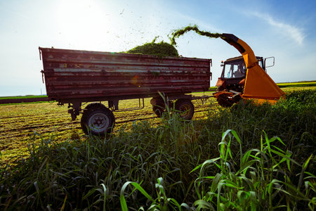 Backlight on silage process for stocking feed animals. Tractor with mounted agricultural machine, dragging forage harvester for silage, is depositing fresh harvested green crop in trailer behind.の写真素材