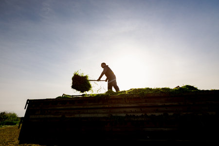 Backlight on farmer using pitchfork to prepare freshly harvested crop for silage, level pile in...