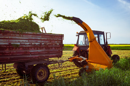 Backlight on silage process for stocking feed animals. Tractor with mounted agricultural machine, dragging forage harvester for silage, is depositing fresh harvested green crop in trailer behind.の写真素材