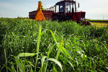 Backlight on silage process for stocking feed animals. Tractor with mounted agricultural machine, dragging forage harvester for silage, is depositing fresh harvested green crop in trailer behind.の写真素材