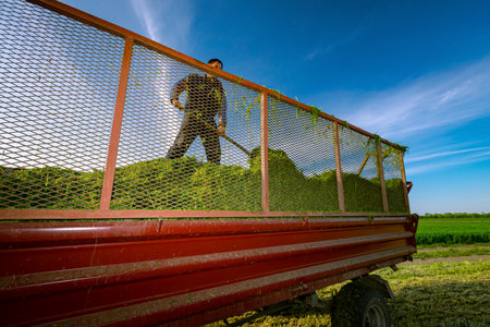 Backlight on farmer using pitchfork to prepare freshly harvested crop for silage, level pile in...