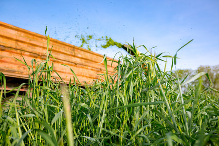 Silage process for stocking feed animals. Tractor with mounted agricultural machine, dragging forage harvester for silage, is depositing fresh harvested green crop in trailer behind.の写真素材