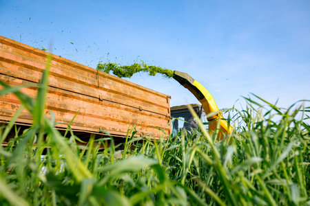 Silage process for stocking feed animals. Tractor with mounted agricultural machine, dragging forage harvester for silage, is depositing fresh harvested green crop in trailer behind.の写真素材