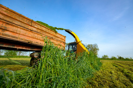 Silage process for stocking feed animals. Tractor with mounted agricultural machine, dragging forage harvester for silage, is depositing fresh harvested green crop in trailer behind.の写真素材
