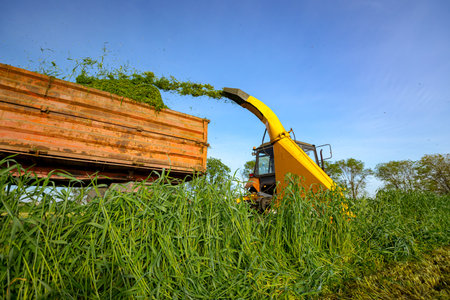 Silage process for stocking feed animals. Tractor with mounted agricultural machine, dragging forage harvester for silage, is depositing fresh harvested green crop in trailer behind.の写真素材