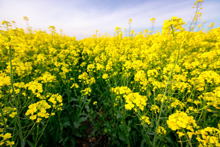 Field of beautiful yellow flowering rapeseed canola, or colza blossom, plant for green energy in oil industryの写真素材
