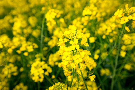 Field of beautiful yellow flowering rapeseed canola, or colza blossom, plant for green energy in oil industryの写真素材